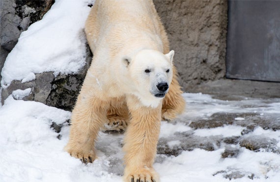 【札幌発/日帰りバスツアー】《12月~3月発》冬の旭山動物園と白ひげの滝&ライトアップ青い池欲張りプラン1